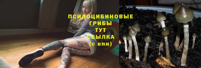 наркота  даркнет как зайти  Псилоцибиновые грибы Cubensis  Николаевск 